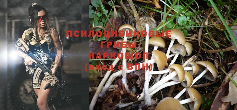 Галлюциногенные грибы Cubensis Кулебаки